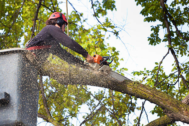 Emergency Storm Tree Removal in Coosada, AL